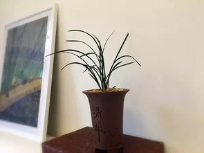 家里有一棵荔枝王，生活如诗如画